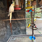 Outdoor Bird Feeder with Water Bowl & Two Seed Trays