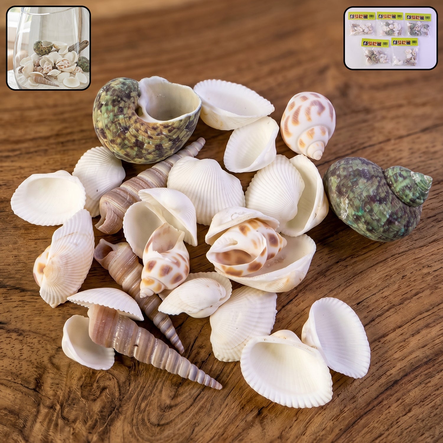 Natural decorative seashells set arranged for coastal home decor